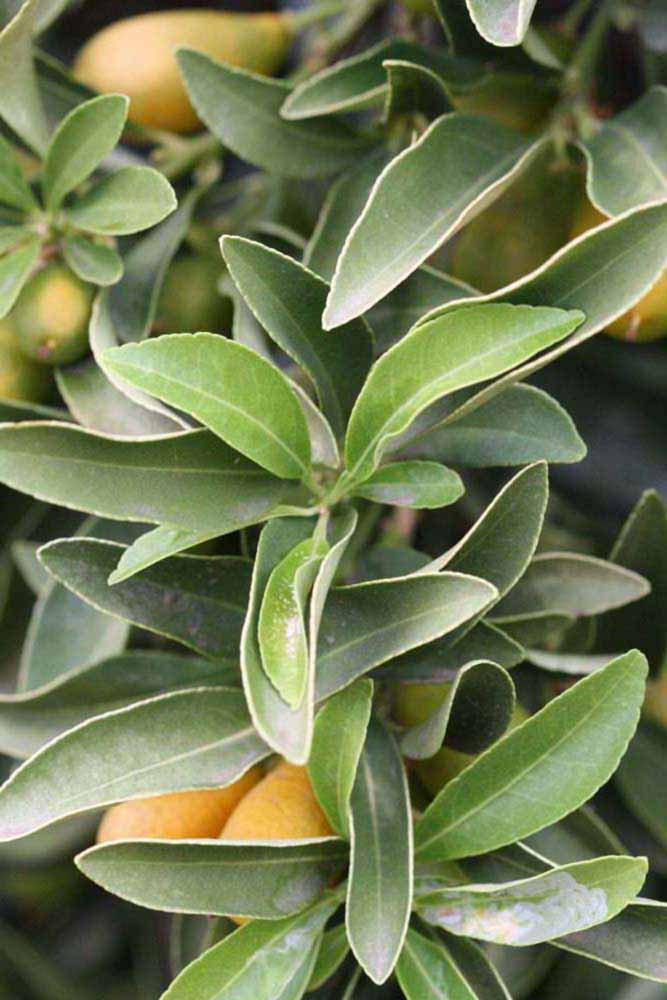              Sun leaves (Riverside, CA)       